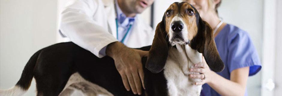 Лечение собак в ветеринарной клинике Мос-Вет 24 - Зябликово